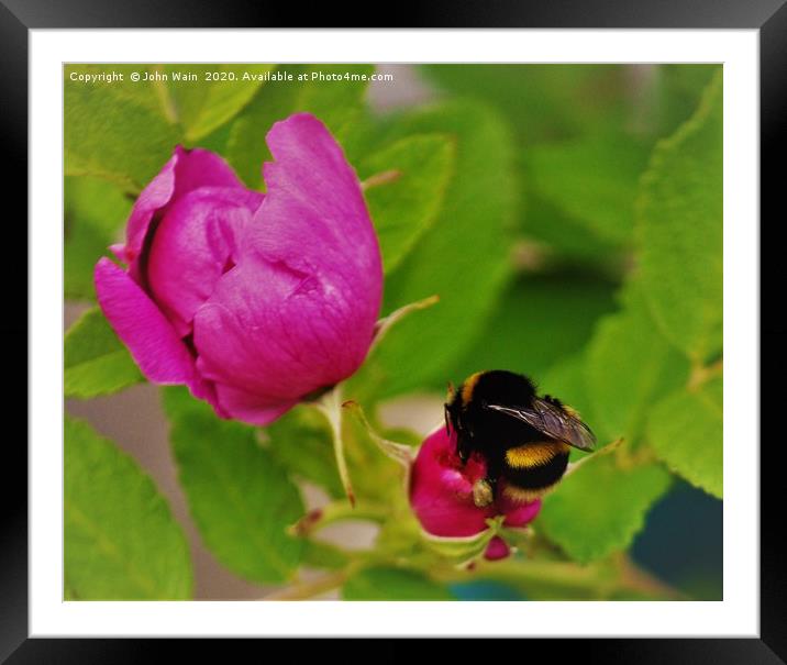 Humble Bee Framed Mounted Print by John Wain