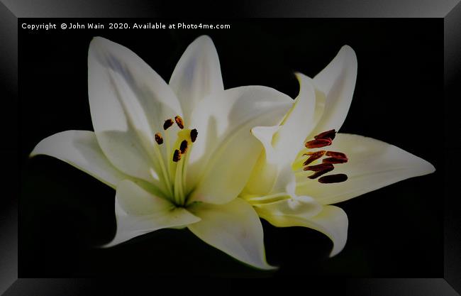 White Lilies (Digital Art)  Framed Print by John Wain