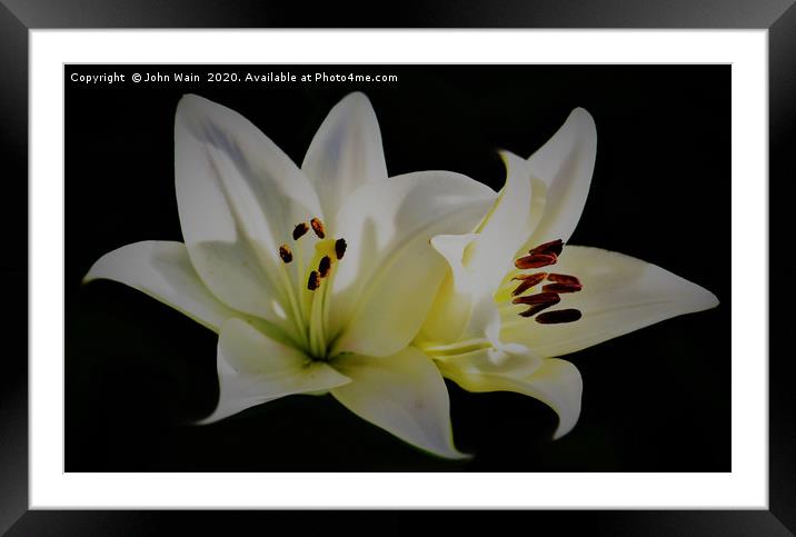 White Lilies (Digital Art)  Framed Mounted Print by John Wain