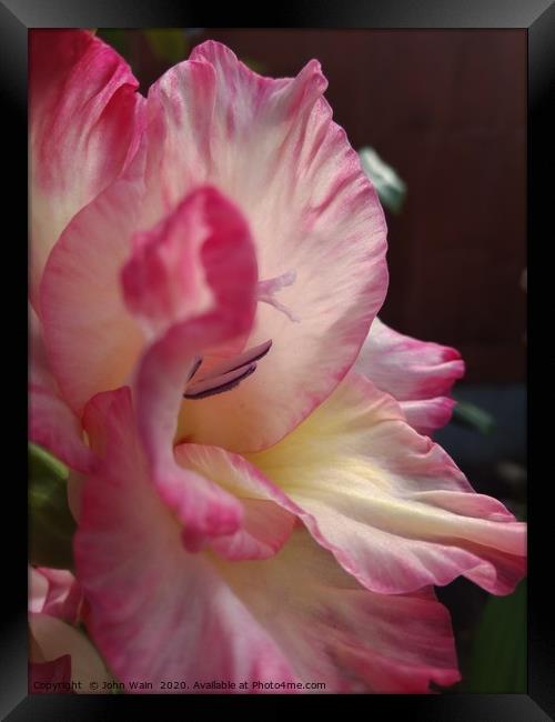 Gladiolus Framed Print by John Wain