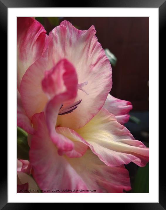 Gladiolus Framed Mounted Print by John Wain