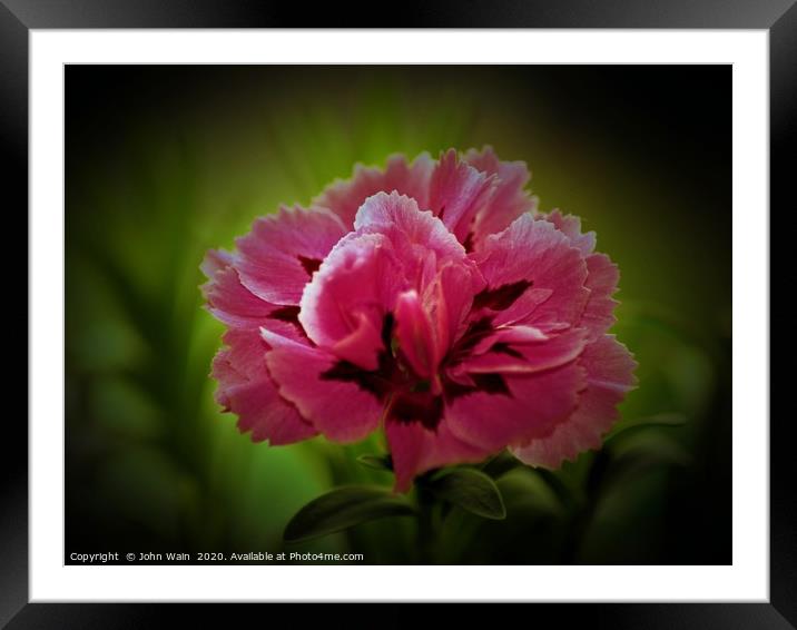 Pink Carnation (Digital Art) Framed Mounted Print by John Wain