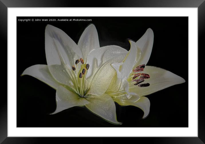 White Lilies (Digital Art)  Framed Mounted Print by John Wain