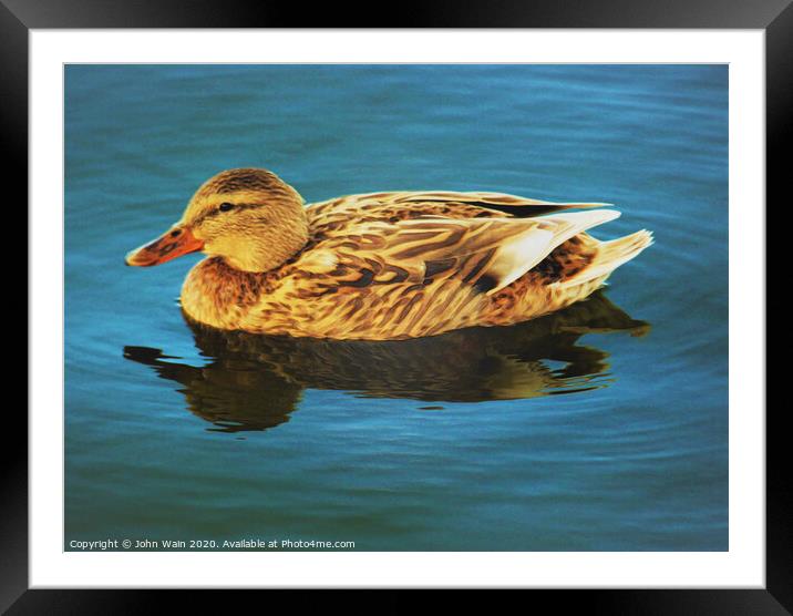 Lady Duck (Digital Art) Framed Mounted Print by John Wain