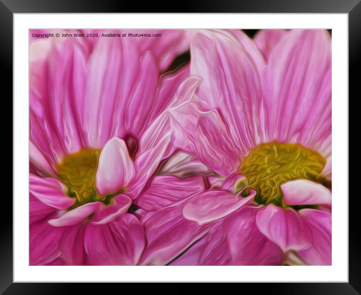 African Daisy (Digital Art)  Framed Mounted Print by John Wain