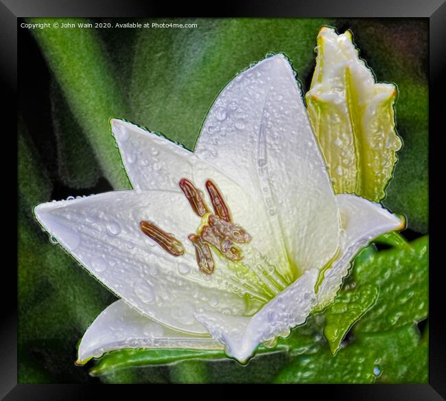 White Lily (Digital Art)  Framed Print by John Wain