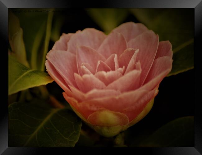 Pink Camellia Framed Print by John Wain