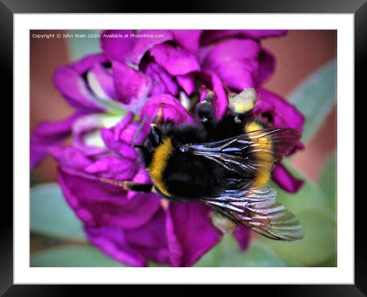 Bumble Bee Framed Mounted Print by John Wain