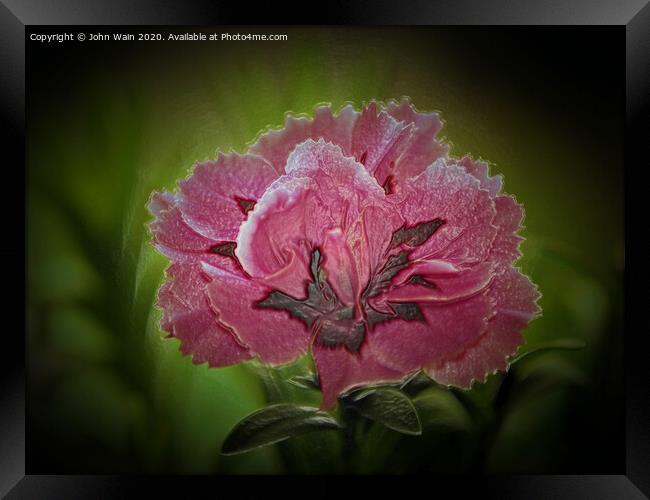 Pink Carnation Digital Art Framed Print by John Wain