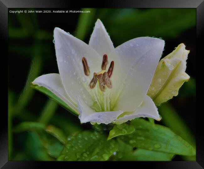 White Lily (Digital Art)  Framed Print by John Wain