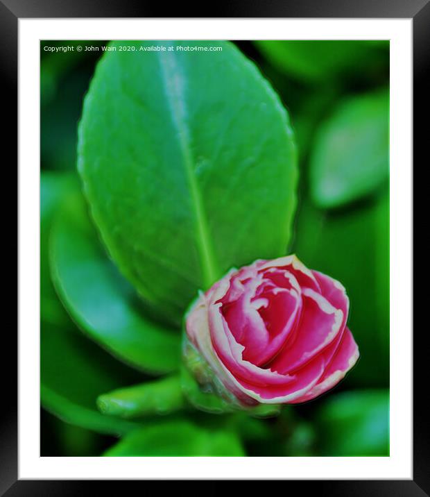 Pink Camellia (Digital Art) Framed Mounted Print by John Wain
