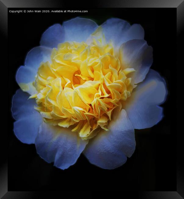 White Camellia (Digital Art) Framed Print by John Wain