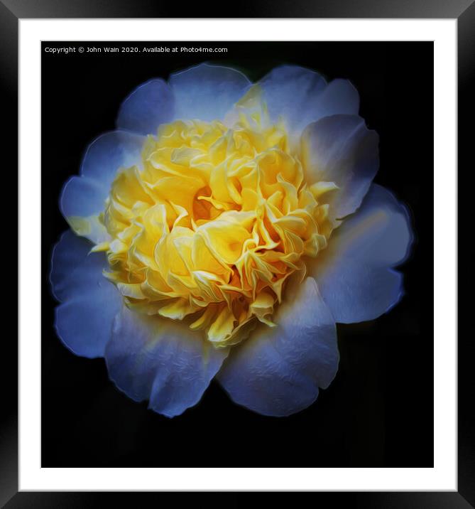 White Camellia (Digital Art) Framed Mounted Print by John Wain