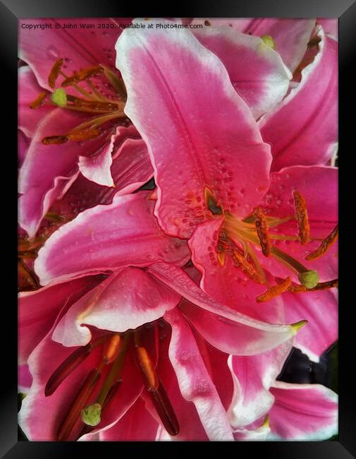 Stargazer Lilies (Digital Art)  Framed Print by John Wain