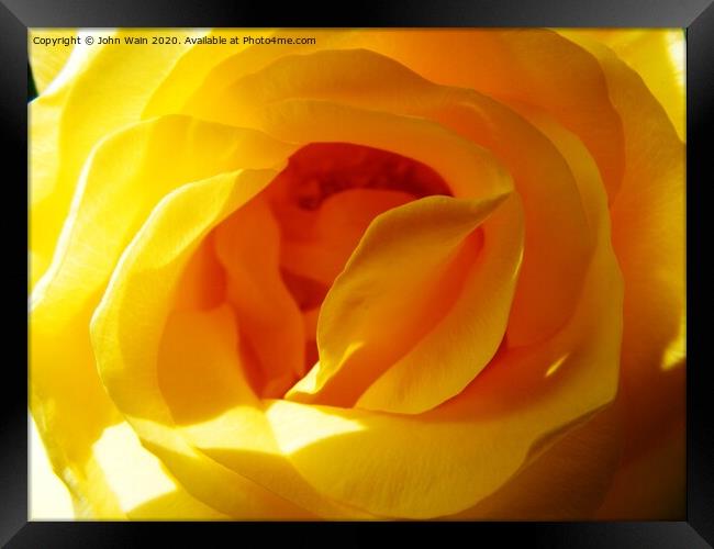 Yellow Rose Framed Print by John Wain