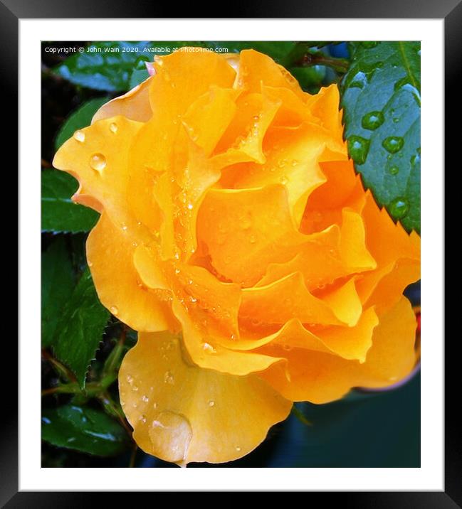 Lovely Yellow Rose with a little Rain Digital Art Framed Mounted Print by John Wain