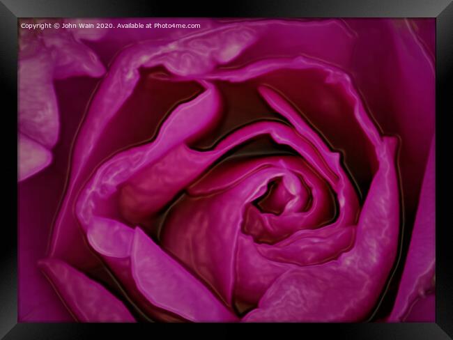 Pink Rose (Digital Art) Framed Print by John Wain