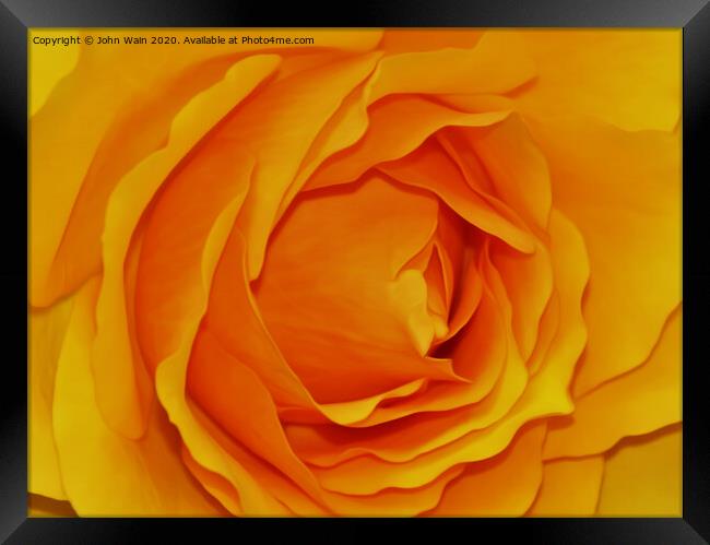 Yellow Rose (Digital Art) Framed Print by John Wain