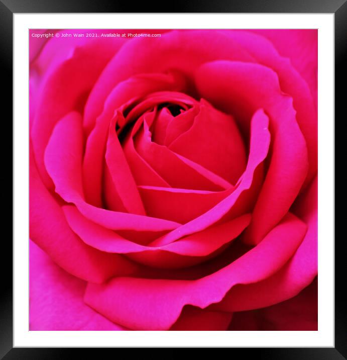 Pink Rose (Digital Art) Framed Mounted Print by John Wain