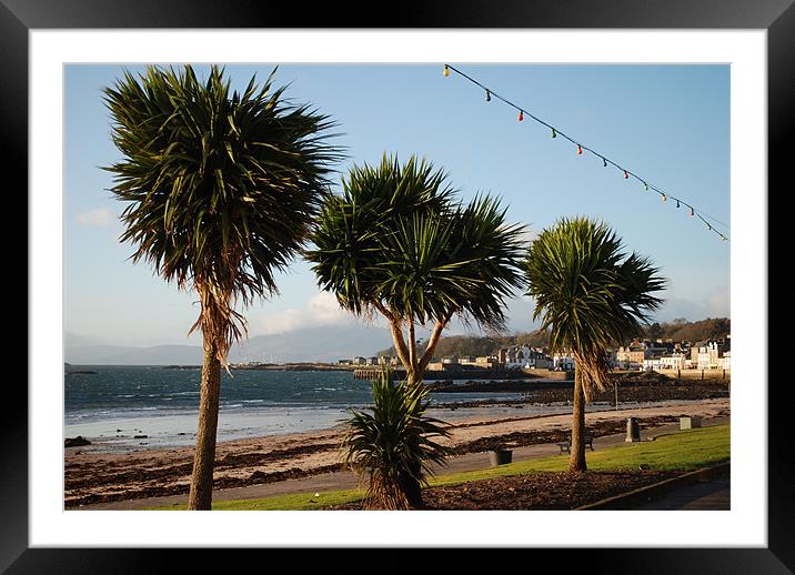 Millport Palms Framed Mounted Print by Ross Manosn