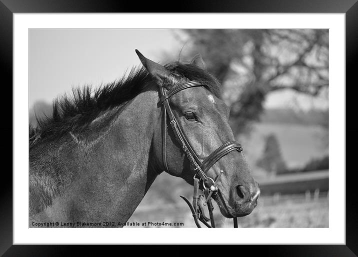 Horse Head shot Framed Mounted Print by Lenny Blakemore