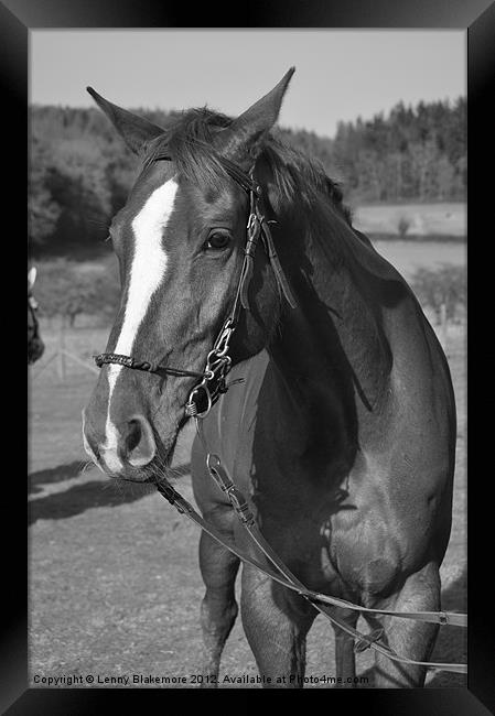 Monochrome Horse Framed Print by Lenny Blakemore