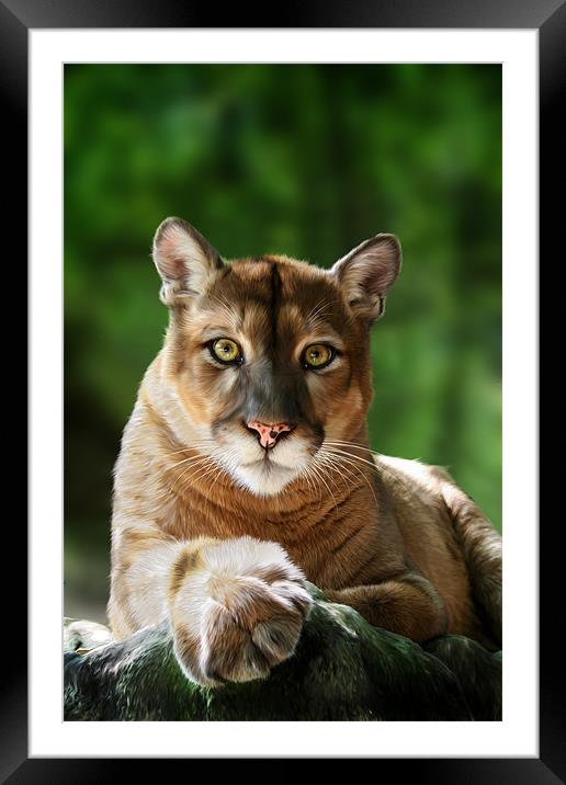 Mac Framed Mounted Print by Big Cat Rescue