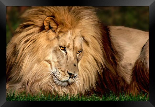 Cameron the Lion Framed Print by Big Cat Rescue