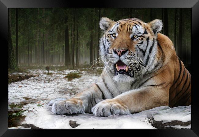 TJ the Tiger Framed Print by Big Cat Rescue