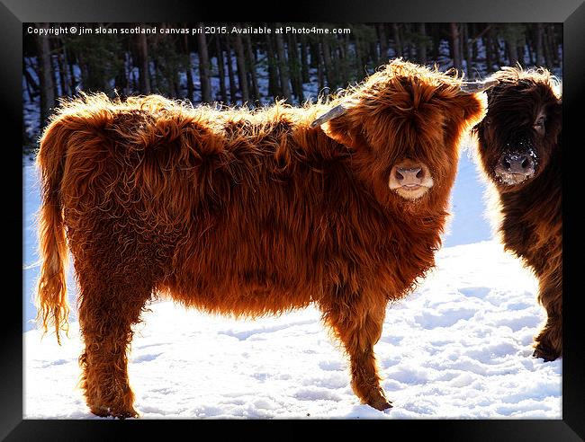 Highland Cow Framed Print by jim scotland fine art