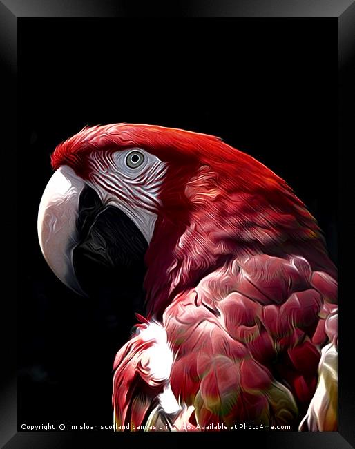 Parrot Framed Print by jim scotland fine art