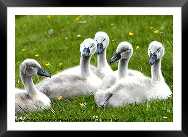 Swan Song Framed Mounted Print by jim scotland fine art