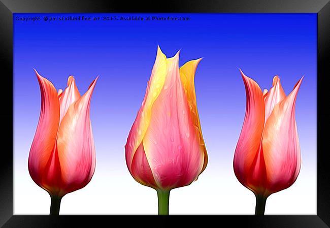 Trio of Tulips Framed Print by jim scotland fine art