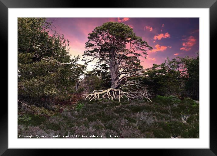 The Tree Framed Mounted Print by jim scotland fine art