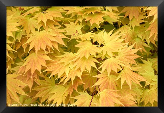 Yellow Japanese Maple leaves Framed Print by John Mitchell