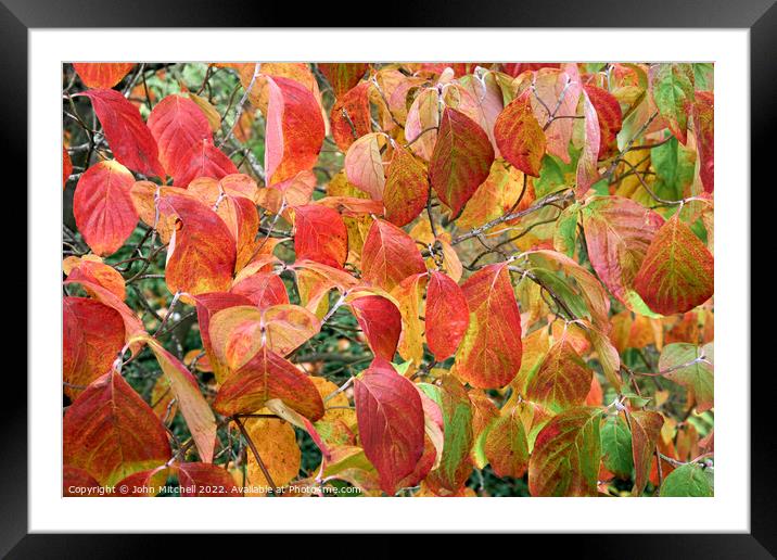 Autumn Dogwood Leaves Framed Mounted Print by John Mitchell