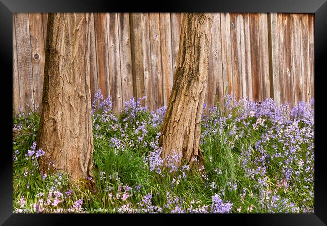 Two Trees and Bluebells Framed Print by John Mitchell