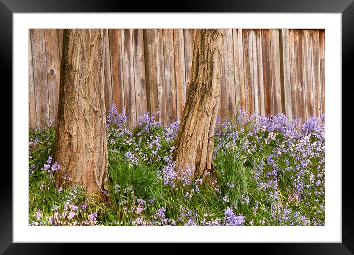 Two Trees and Bluebells Framed Mounted Print by John Mitchell