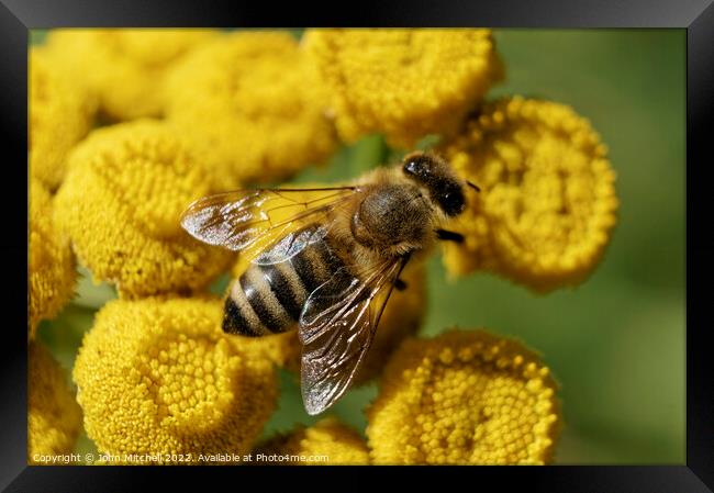 European Honeybee on Yellow Tansy Flowers Framed Print by John Mitchell