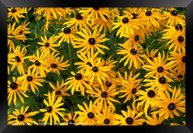 Brown-Eyed Susans  Framed Print by John Mitchell