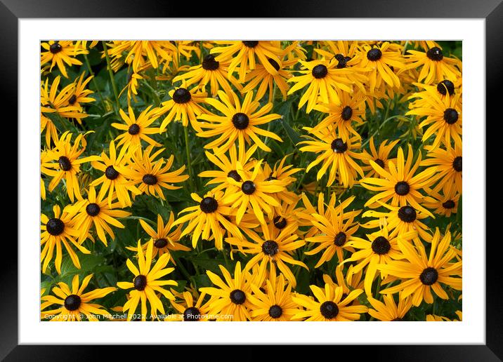 Brown-Eyed Susans  Framed Mounted Print by John Mitchell