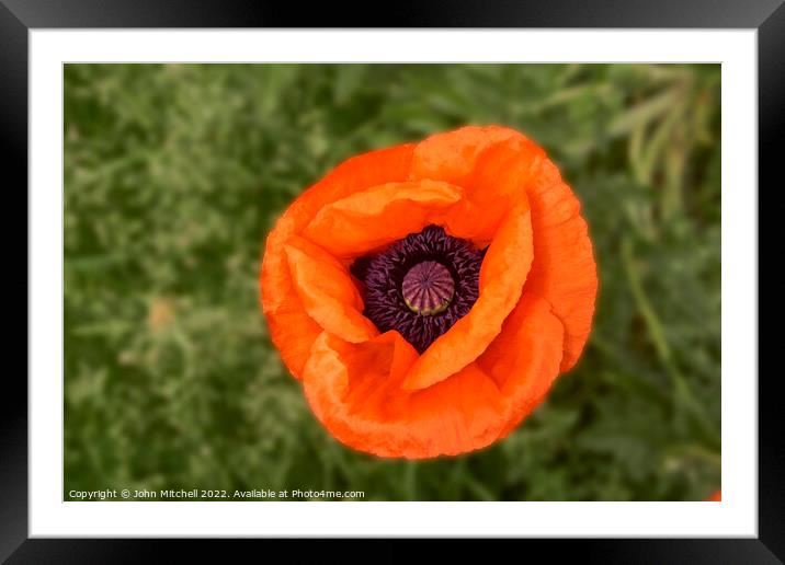 Closeup of an orange oriental Poppy flower Framed Mounted Print by John Mitchell
