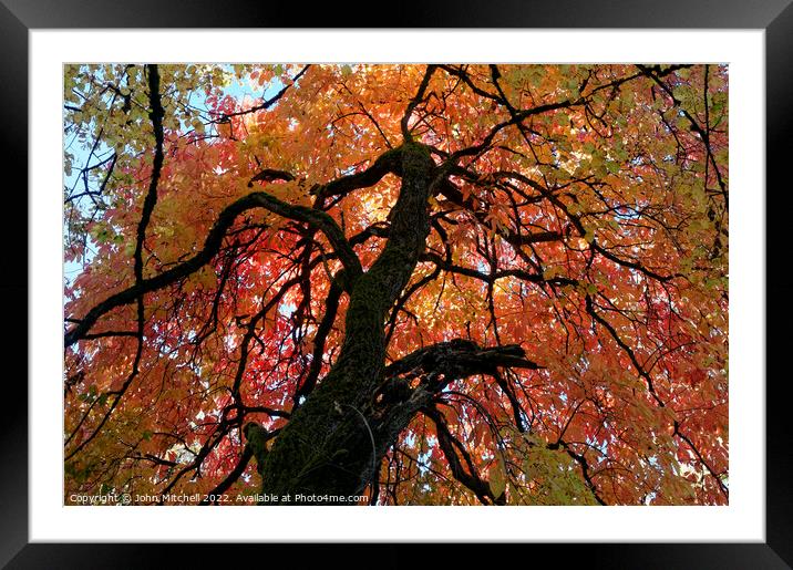 Big Leaf Linden Tree in the Fall Framed Mounted Print by John Mitchell