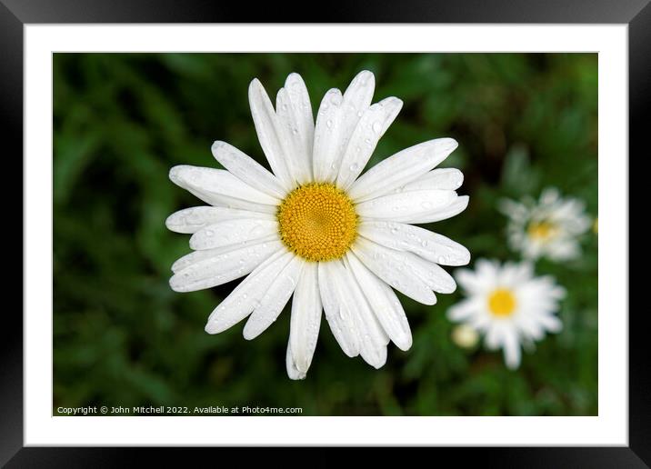 White and Yellow Oxeye Daisy with Dew Drops Framed Mounted Print by John Mitchell