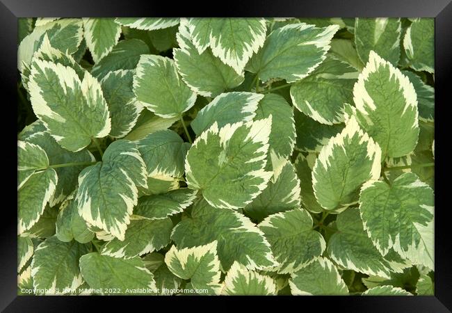 Hosta Leaves Abstract Framed Print by John Mitchell