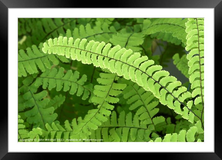 Maidenhair Fern Fronds Abstract Framed Mounted Print by John Mitchell