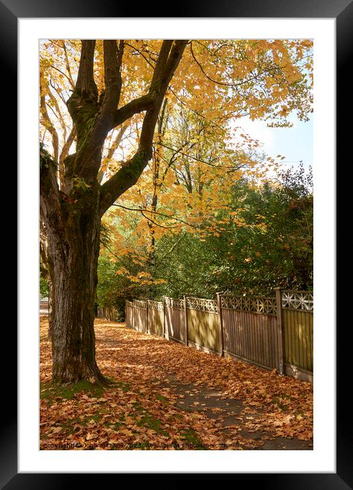 Fallen Autumn Leaves Framed Mounted Print by John Mitchell