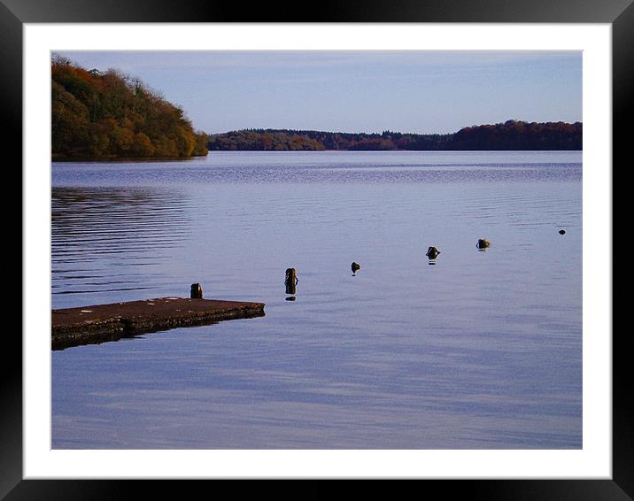 Lake in Ireland Framed Mounted Print by Diane R