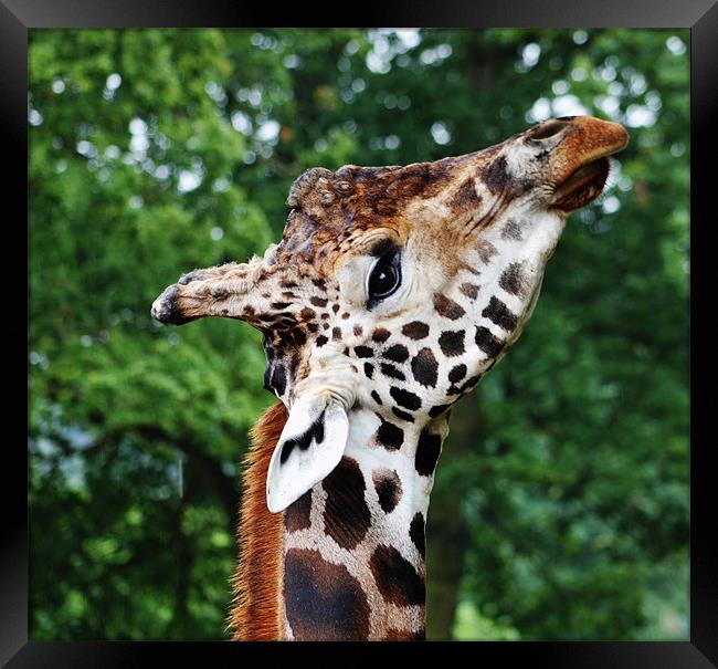 giraffe Framed Print by Amber Osburn