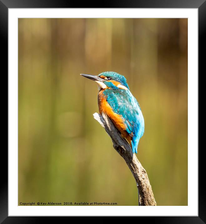 The Perch Framed Mounted Print by Kev Alderson